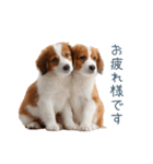 毎日使えるコーイケルホンディエ【連絡】（個別スタンプ：16）