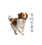 毎日使えるコーイケルホンディエ【連絡】（個別スタンプ：17）