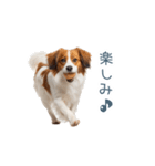 毎日使えるコーイケルホンディエ【連絡】（個別スタンプ：19）