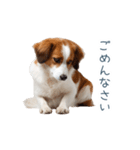 毎日使えるコーイケルホンディエ【連絡】（個別スタンプ：21）