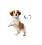 毎日使えるコーイケルホンディエ【連絡】（個別スタンプ：22）