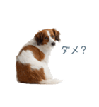 毎日使えるコーイケルホンディエ【連絡】（個別スタンプ：23）