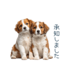 毎日使えるコーイケルホンディエ【連絡】（個別スタンプ：24）