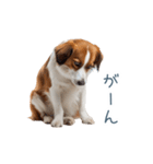 毎日使えるコーイケルホンディエ【連絡】（個別スタンプ：25）