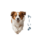 毎日使えるコーイケルホンディエ【連絡】（個別スタンプ：26）