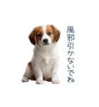 毎日使えるコーイケルホンディエ【連絡】（個別スタンプ：27）