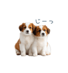 毎日使えるコーイケルホンディエ【連絡】（個別スタンプ：28）