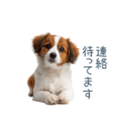 毎日使えるコーイケルホンディエ【連絡】（個別スタンプ：29）