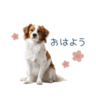 毎日使えるコーイケルホンディエ【連絡】（個別スタンプ：30）