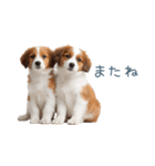 毎日使えるコーイケルホンディエ【連絡】（個別スタンプ：31）