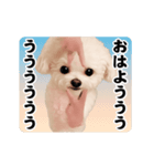 踊る！横揺れ界隈トイプードル2（個別スタンプ：5）