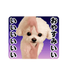 踊る！横揺れ界隈トイプードル2（個別スタンプ：6）