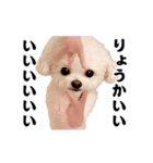 踊る！横揺れ界隈トイプードル2（個別スタンプ：7）