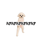 踊る！横揺れ界隈トイプードル2（個別スタンプ：11）