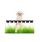 踊る！横揺れ界隈トイプードル2（個別スタンプ：12）