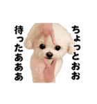 踊る！横揺れ界隈トイプードル2（個別スタンプ：14）