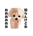 踊る！横揺れ界隈トイプードル2（個別スタンプ：15）