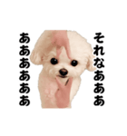 踊る！横揺れ界隈トイプードル2（個別スタンプ：16）