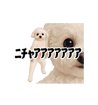 踊る！横揺れ界隈トイプードル2（個別スタンプ：19）