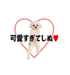 踊る！横揺れ界隈トイプードル2（個別スタンプ：20）