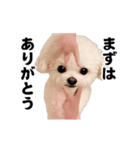 踊る！横揺れ界隈トイプードル2（個別スタンプ：21）