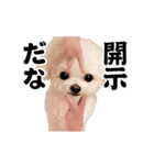 踊る！横揺れ界隈トイプードル2（個別スタンプ：22）