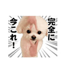 踊る！横揺れ界隈トイプードル2（個別スタンプ：24）