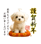 ずっと使える大人の干支お正月スタンプ（個別スタンプ：11）