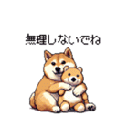 季節の変わり目に気遣い太っちょ柴犬（個別スタンプ：1）