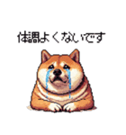 季節の変わり目に気遣い太っちょ柴犬（個別スタンプ：2）