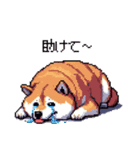 季節の変わり目に気遣い太っちょ柴犬（個別スタンプ：3）