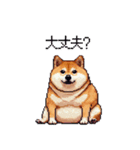 季節の変わり目に気遣い太っちょ柴犬（個別スタンプ：4）