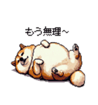 季節の変わり目に気遣い太っちょ柴犬（個別スタンプ：5）