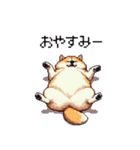 季節の変わり目に気遣い太っちょ柴犬（個別スタンプ：6）