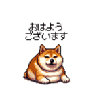 季節の変わり目に気遣い太っちょ柴犬（個別スタンプ：8）