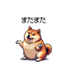 季節の変わり目に気遣い太っちょ柴犬（個別スタンプ：9）
