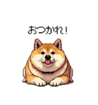 季節の変わり目に気遣い太っちょ柴犬（個別スタンプ：10）