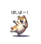 季節の変わり目に気遣い太っちょ柴犬（個別スタンプ：12）