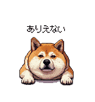 季節の変わり目に気遣い太っちょ柴犬（個別スタンプ：15）