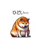 季節の変わり目に気遣い太っちょ柴犬（個別スタンプ：16）