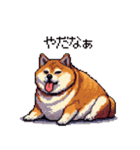 季節の変わり目に気遣い太っちょ柴犬（個別スタンプ：17）