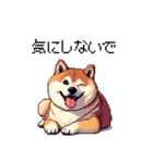 季節の変わり目に気遣い太っちょ柴犬（個別スタンプ：18）