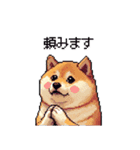 季節の変わり目に気遣い太っちょ柴犬（個別スタンプ：19）