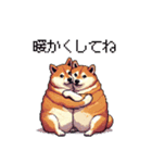 季節の変わり目に気遣い太っちょ柴犬（個別スタンプ：24）