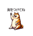 季節の変わり目に気遣い太っちょ柴犬（個別スタンプ：27）