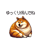 季節の変わり目に気遣い太っちょ柴犬（個別スタンプ：31）