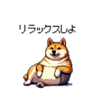 季節の変わり目に気遣い太っちょ柴犬（個別スタンプ：32）