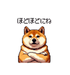 季節の変わり目に気遣い太っちょ柴犬（個別スタンプ：34）