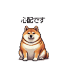 季節の変わり目に気遣い太っちょ柴犬（個別スタンプ：35）