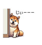 季節の変わり目に気遣い太っちょ柴犬（個別スタンプ：36）